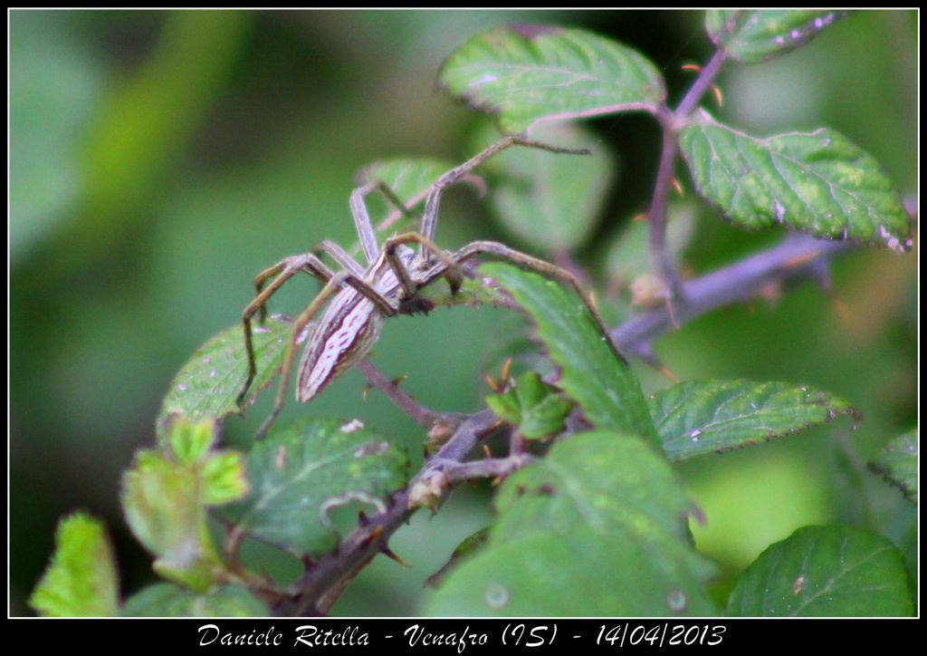 Pisaura sp. - Venafro (IS)